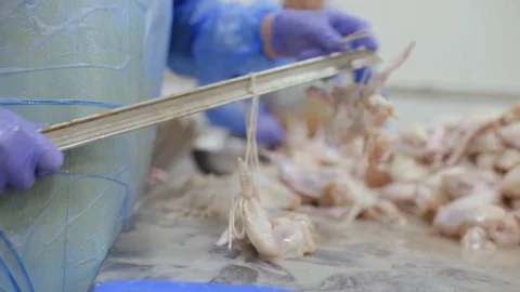 Plant for processing poultry in the food industry Stock-Footage 101440205