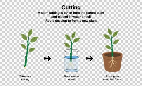 Plant propagation by stem cutting method, illustrating steps Stock Illustration