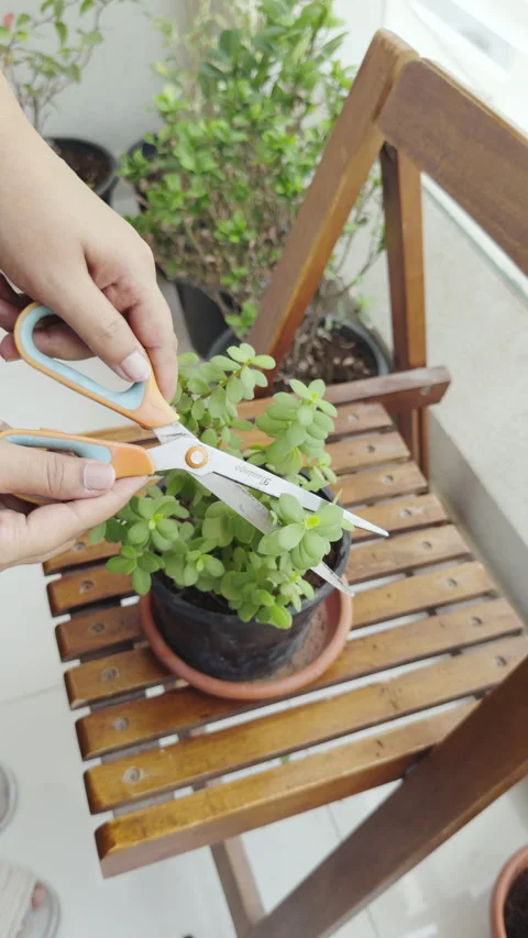Plant pruning with gardening scissors in home balcony Stock Footage 282239304
