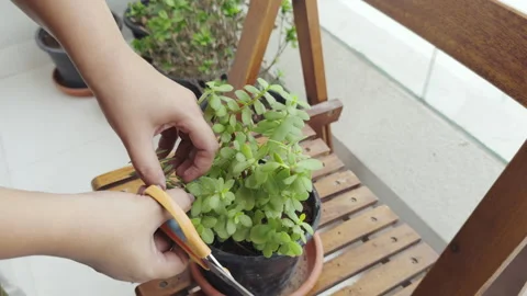 Plant pruning with scissors stock 4k video Stock Footage 282236897