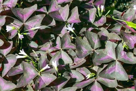 Plant with purple leaves. Oxalis triangularis. Stock Photos