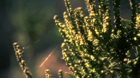 Plant Rack Focus Stock Footage 565016