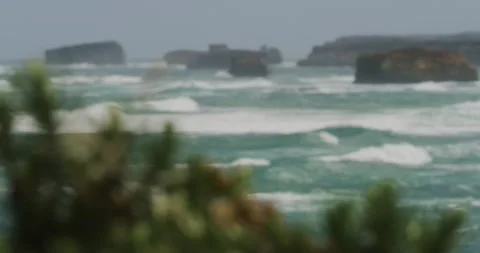 Plant, Rack Focus, Great Ocean Road 스톡 동영상 330464237