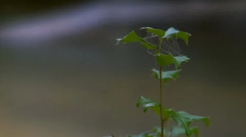 Plant Rack Focus to Stream (1080-24FPS) Stock Footage 10975820