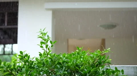 Plant with rain drop Video stock 43044888