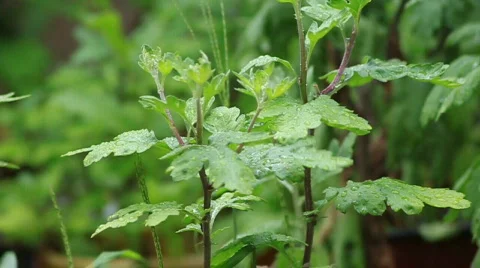 Plant in the rain Stock Footage 777200