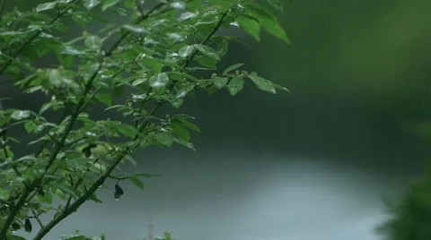 Plant with Rain Видео 50939340