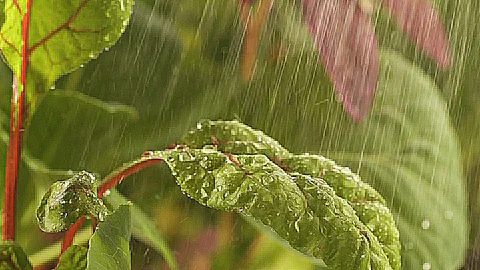Plant in the rain Stock Footage 91264813