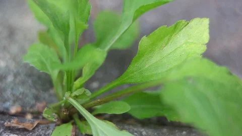 Plant in the rain Stock Footage 93126920