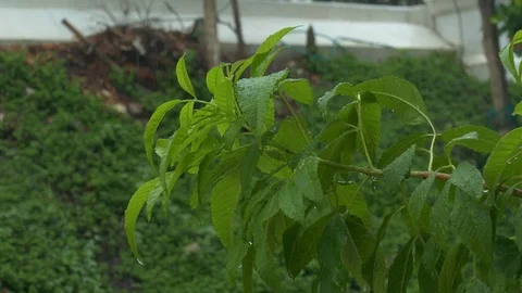 Plant in the rain Stock Footage 113579479