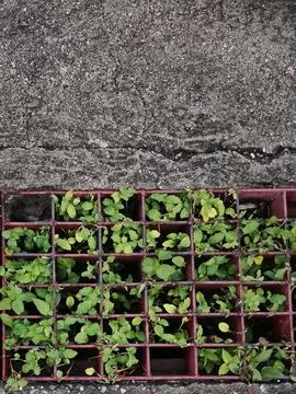 Plant in rain gutter on floor background Fotos de archivo