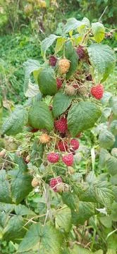 Plant raspberry berries Stock Photos