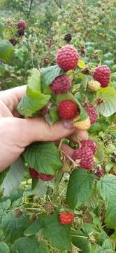 Plant raspberry berries2 Foto stock