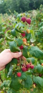 Plant raspberry berries3 Stock Photos
