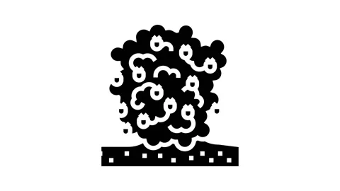 Plant raspberry fruit glyph icon animation Stock Footage 224850852