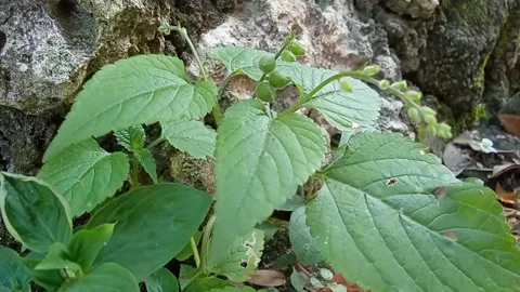 Plant record Video stock 197763107