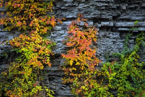 Plant with red and yellow  leaves on the rock wall Stock Photos