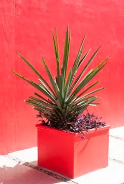 Plant with a red background Stock Photos