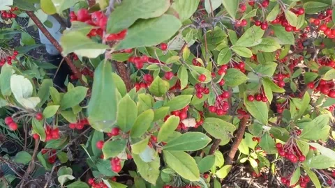 Plant with Red berries Stock Footage 290800968