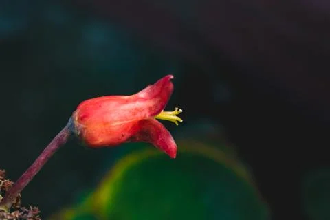 Plant with red flower. Stock Photos
