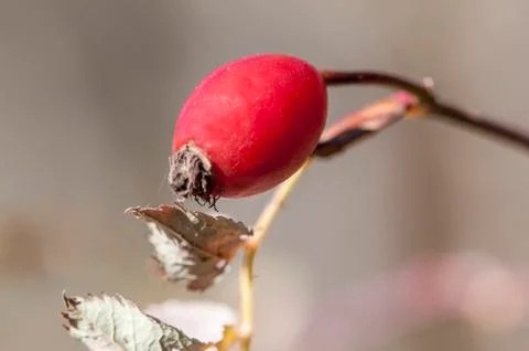 Plant with red fruit Stock Photos
