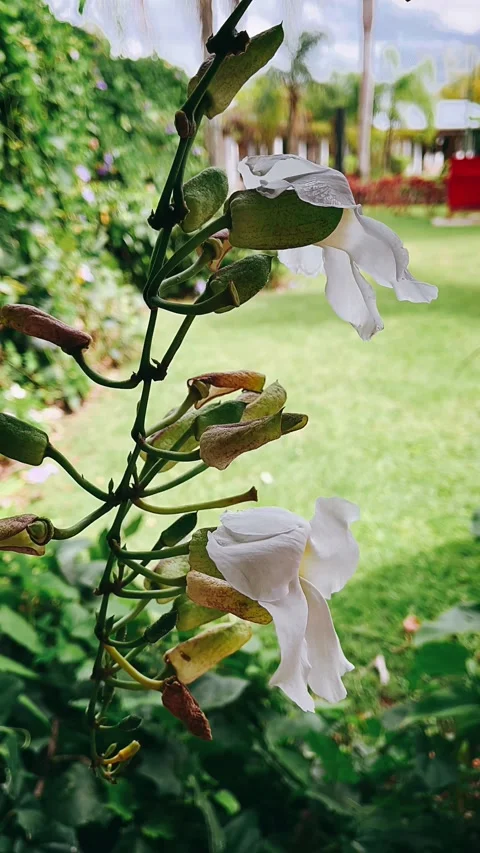 Plant, red, rose, leaf, spring, flowers, pink, branch, summer, bloom, Stock Footage 238848231