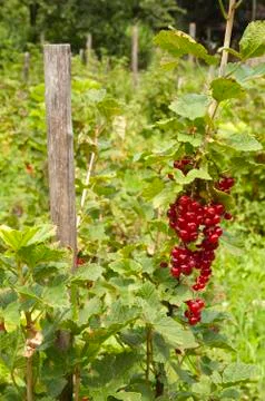 Plant of redcurrant Stock Photos