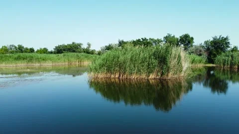 Plant reflections in the lake Stock Footage 168621580