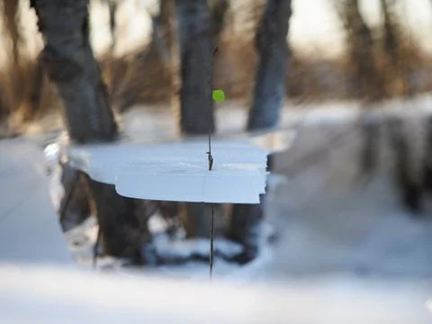 The plant released a green leaf through the blocks of ice Stock Photos