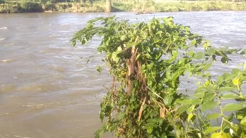 A Plant by the Riverside Video stock 335081591