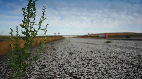 Plant on road Stock Footage 26271987
