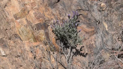 Plant on the rock Stock Footage 150730145