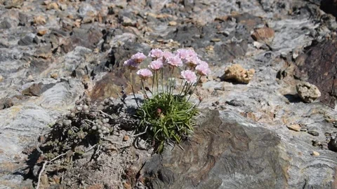 Plant on the rock Stock Footage 150731948