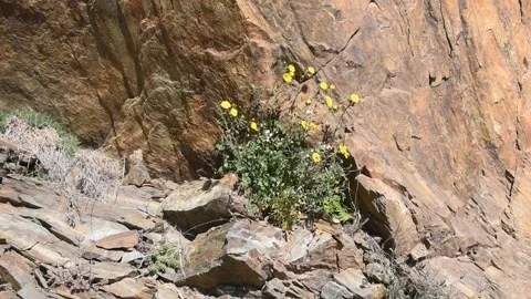 Plant on the rock Stock Footage 150735725