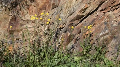Plant on the rock Stock Footage 150976722