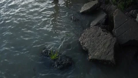 Plant on Rocks in the middle of a river Stock Footage 196447656
