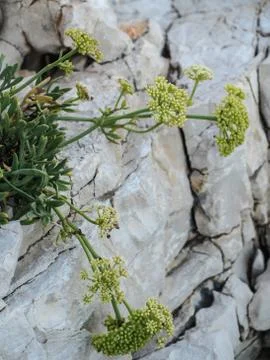 Plant on rocky ground Stock Photos