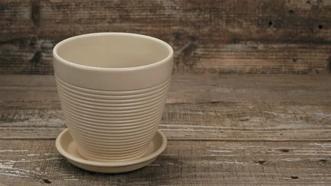 A plant with a root is established in a flowerpot. Stock Footage 115989156