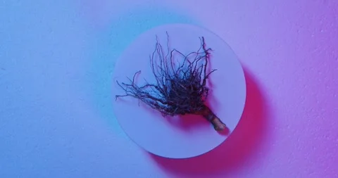 Plant root rotates on base with neon pink and blue lighting Stock Footage 328168547