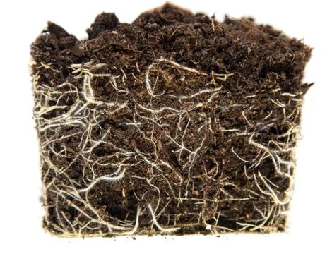 Plant root system as background Stock Photos