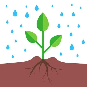 A plant with a root system pours rain Stock Illustration