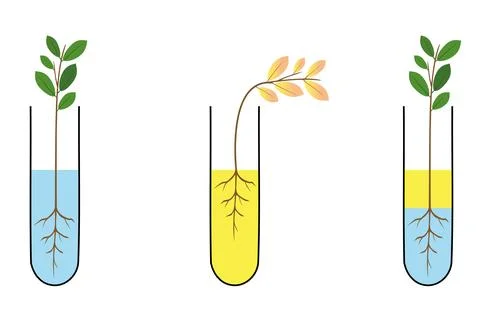 Plant root water absorption experiment illustration. Stock Illustration