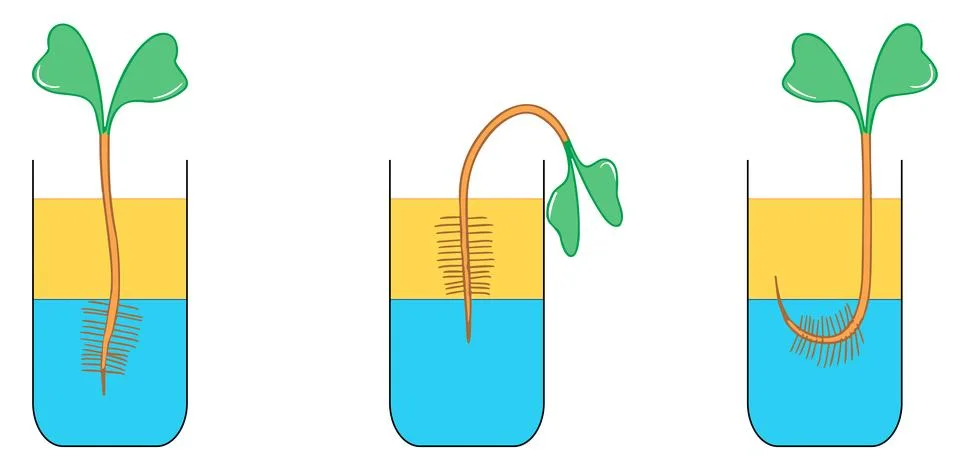 Plant root water absorption experiment illustration. Stock Illustration