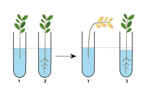 Plant root water absorption experiment illustration. Stock Illustration