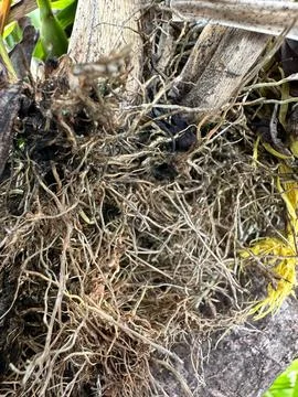 Plant roots between woods Stock Photos
