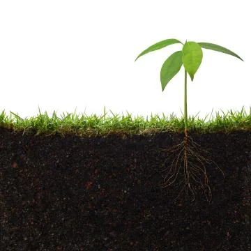 Plant with roots Stock Photos