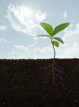 Plant with roots 写真素材