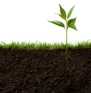 Plant with roots Stock Photos