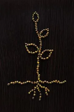 Plant with roots Stock Photos