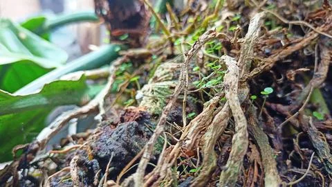 Plant roots Stock Photos